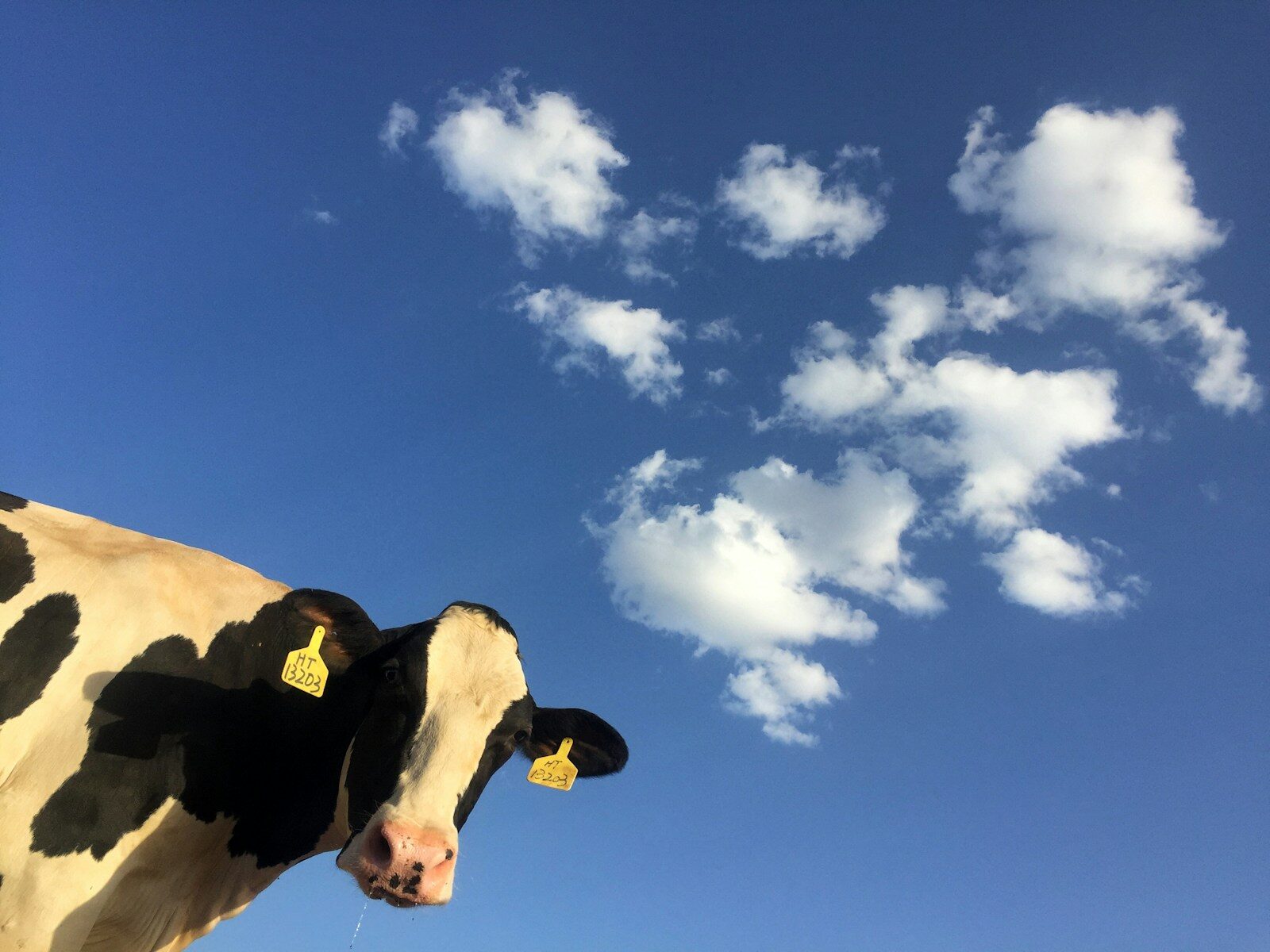 Cow Cow Cow